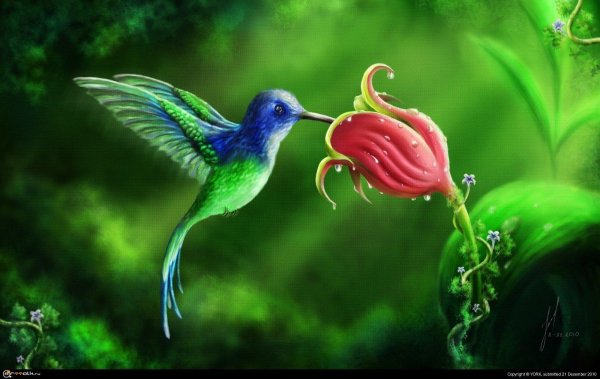 аманда фаубус колибри