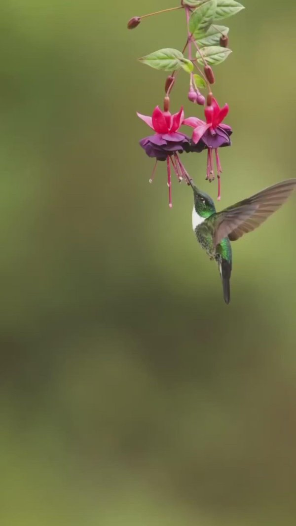 колибри удивительный