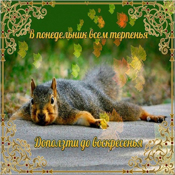 поздравление с понедельником