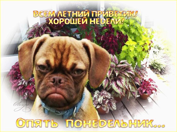 понедельник хорошей недели