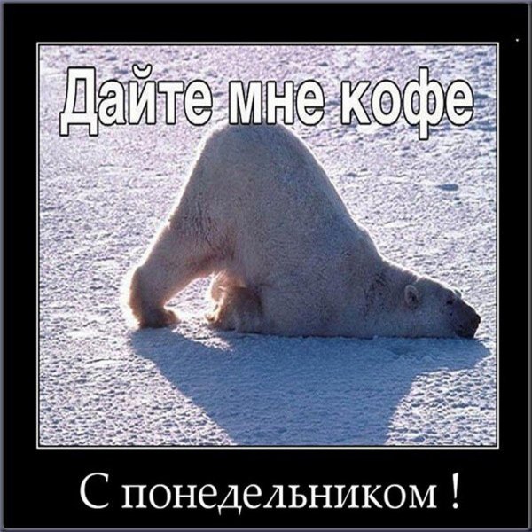 полярные медведи