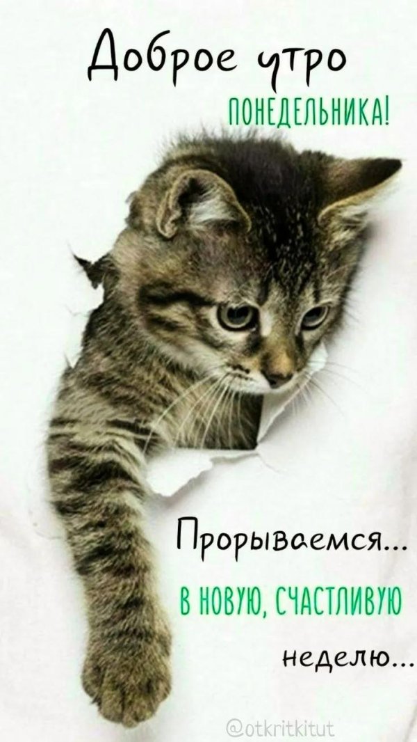 котенок выглядывает