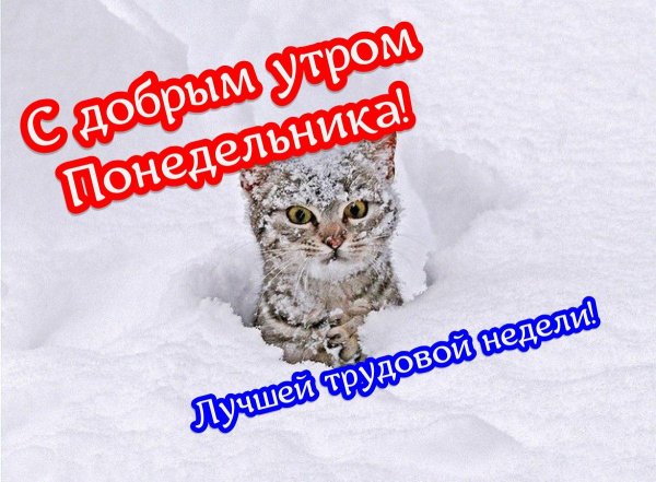 доброе утро понедельника декабрь