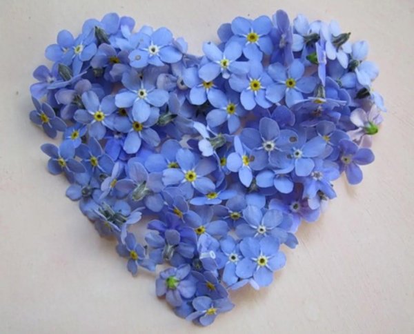 сердце из незабудок