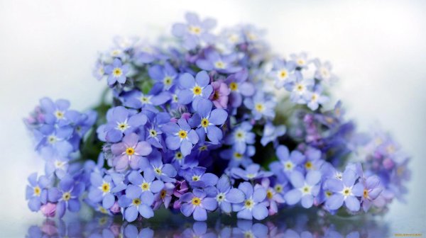 букет незабудки