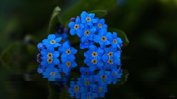 незабудка крупноцветковая