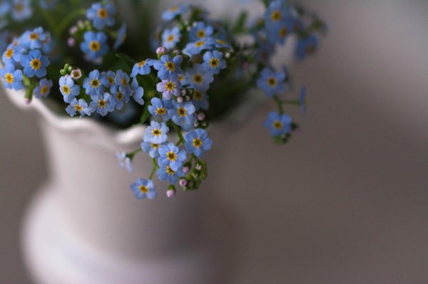 голубые цветы похожие на незабудки