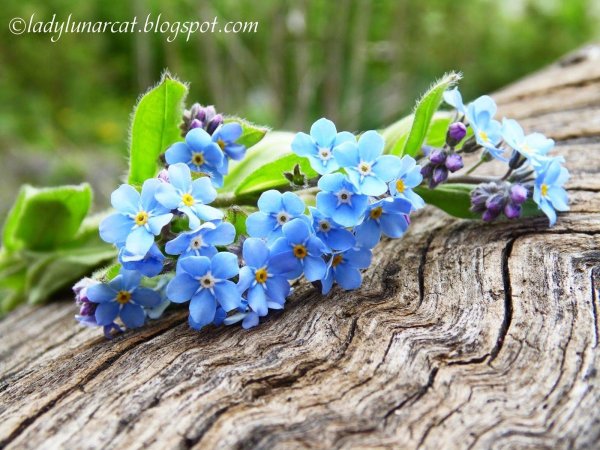 красивые незабудки