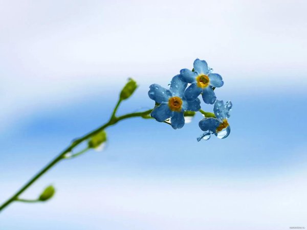 нежные незабудки