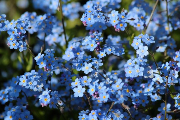 незабудка лесная полянка