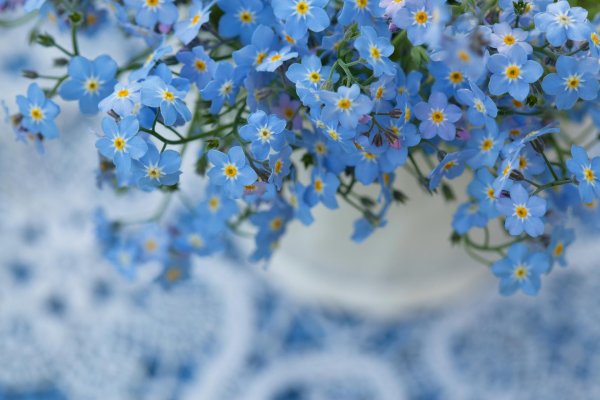 незабудка ультрамарин