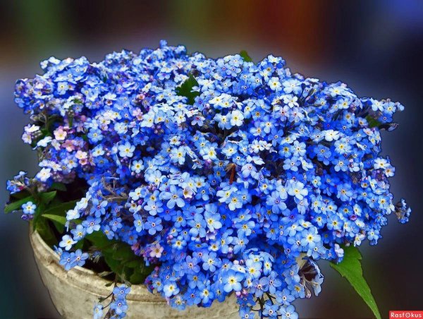 незабудка альпийская