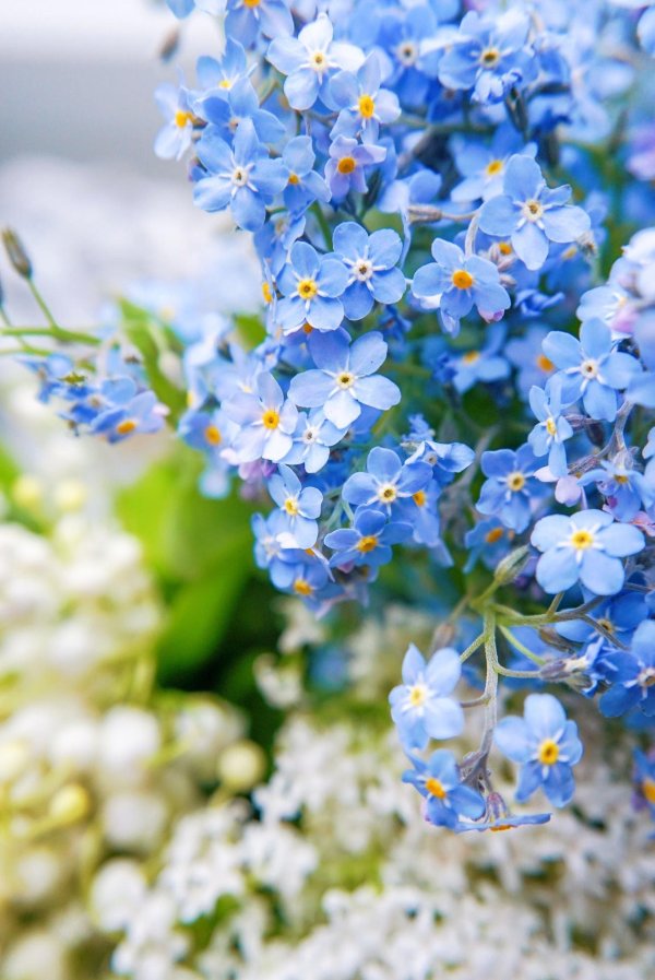 доброе утро незабудки