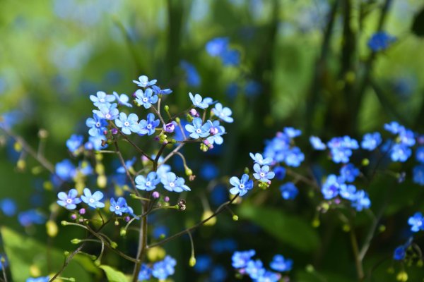 бруннера сибирская незабудочник