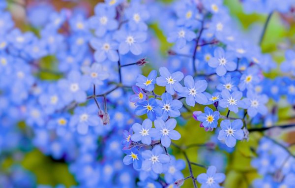 цветок незабудка