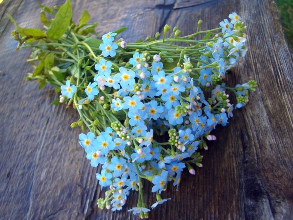 букет незабудки