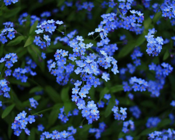 россыпь незабудок