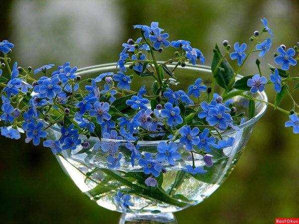 красивые незабудки