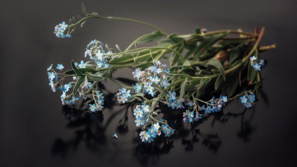 красивые незабудки