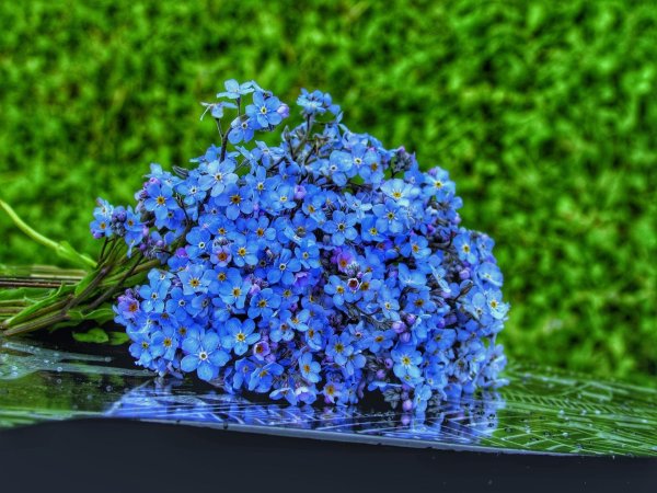 букет незабудки