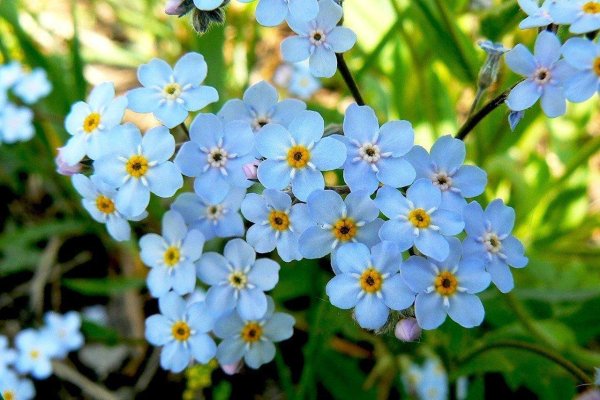 незабудка альпийская