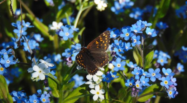 незабудка лесная