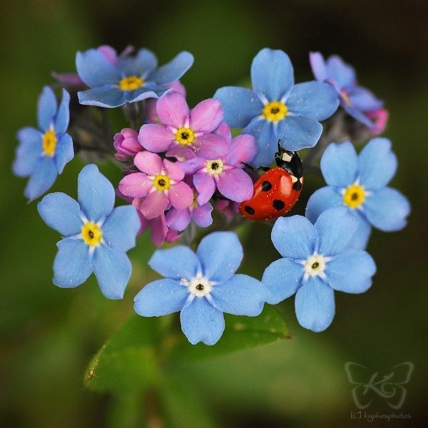 божья коровка на цветке