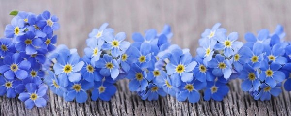 красивые незабудки