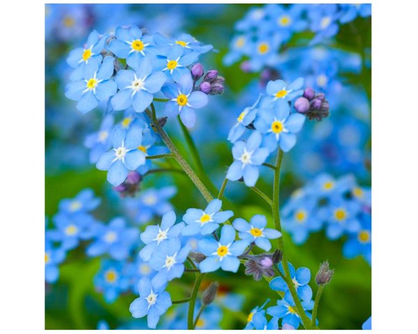 незабудка лесная