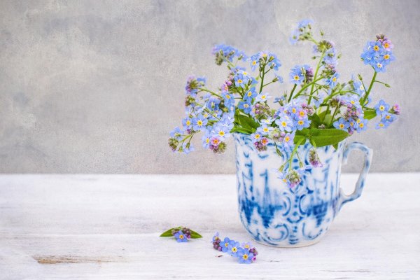 натюрморт с незабудками