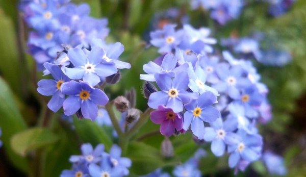 незабудка альпийская