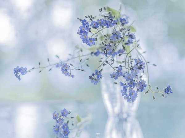 нежные незабудки