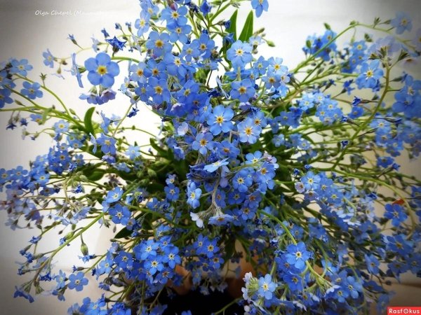 букет незабудки