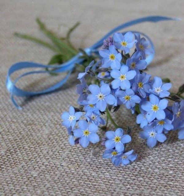 букет из незабудок