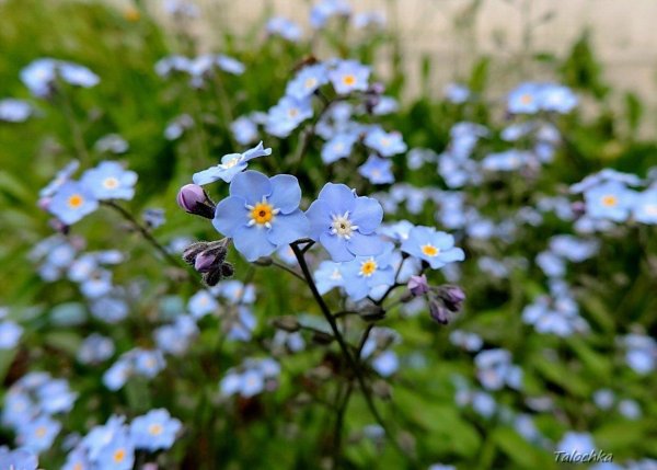 цветок незабудка