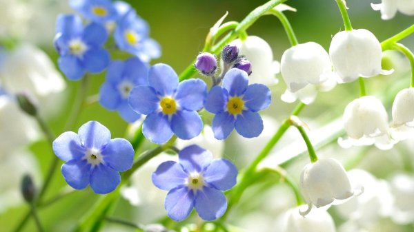 ландыши и незабудки