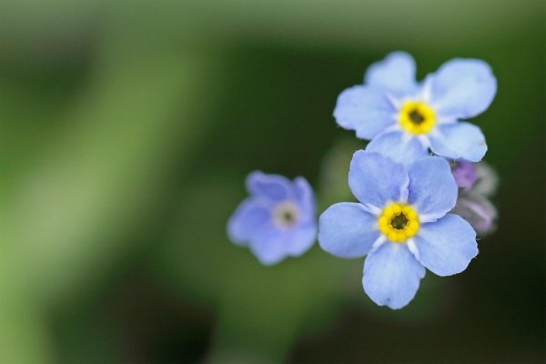 цветок незабудка