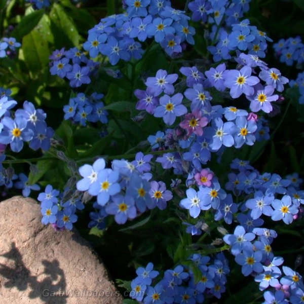 незабудка мелкоцветковая