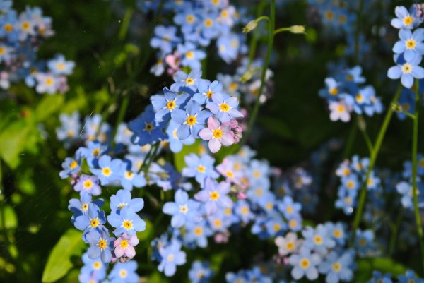 полевые цветы незабудки