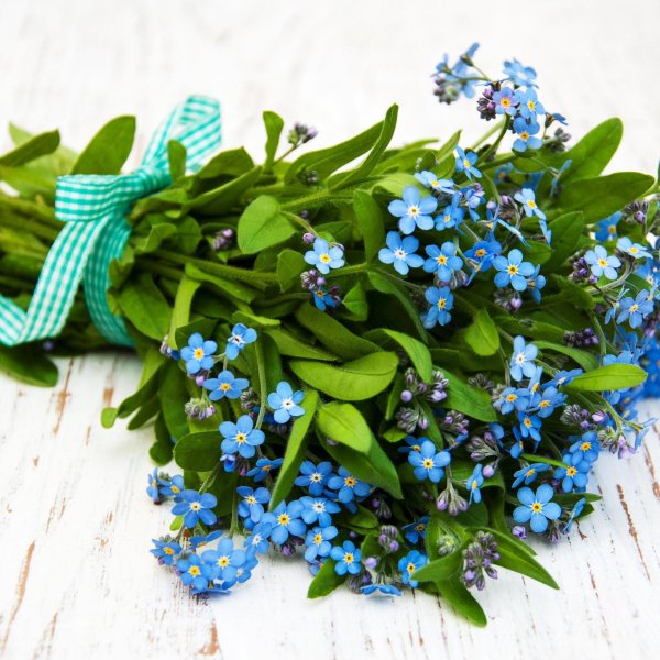 букет незабудки