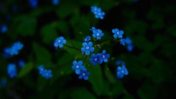 незабудка холмовая