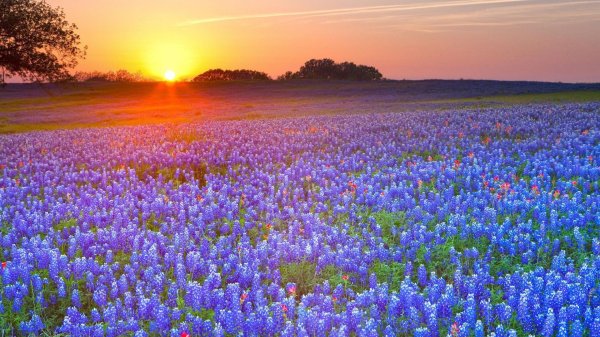 texas bluebonnet