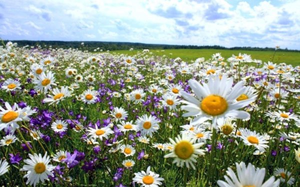 поле ромашек