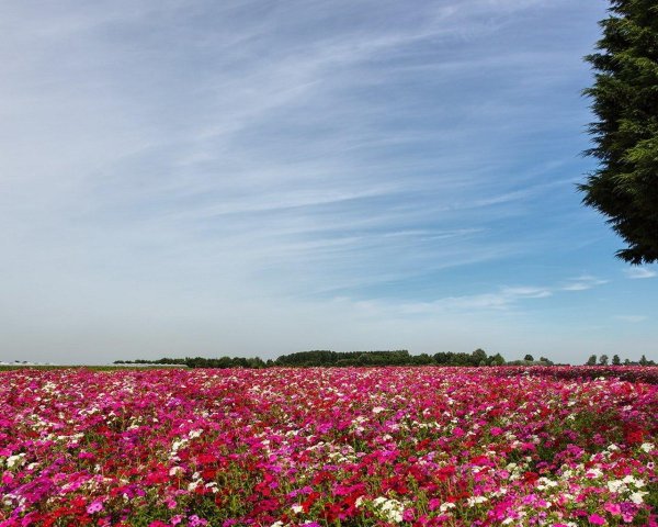 cosmos flower