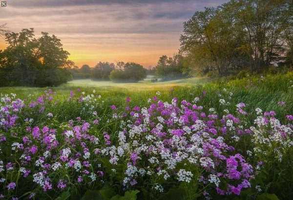 цветущий луг