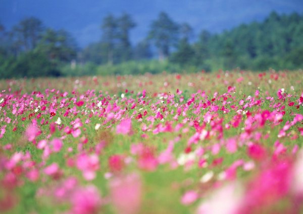 cosmos flower