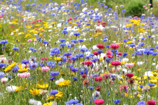 мавританские газоны