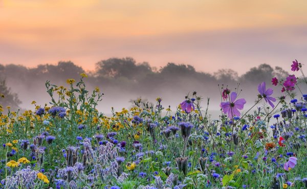 цветок полевой