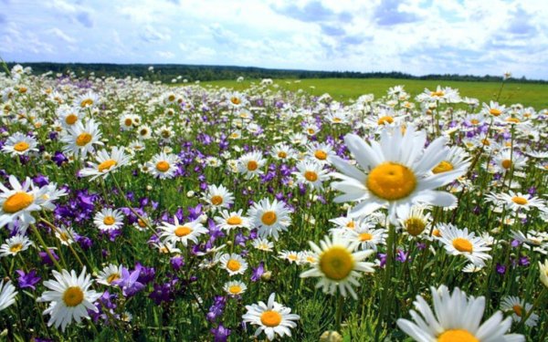 цветы на лугу
