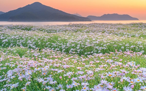 поле ромашек